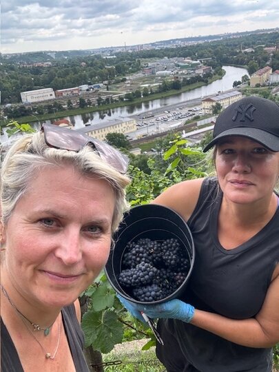 Vinobraní na vinici Baba