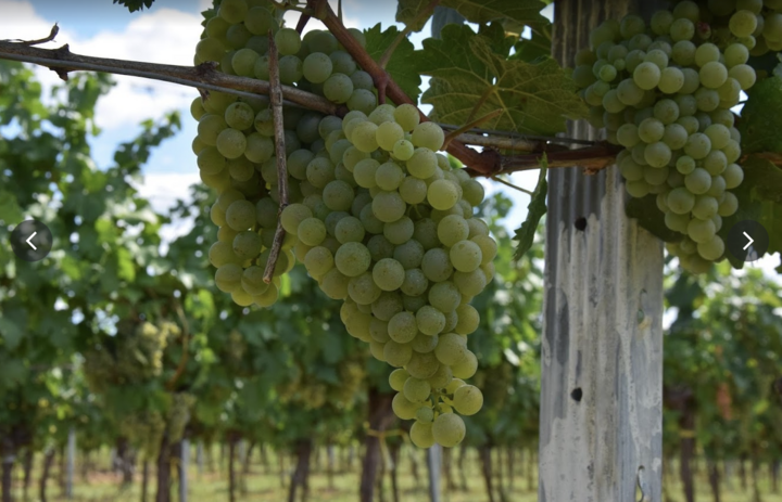 Degustace vinařství Hirtl